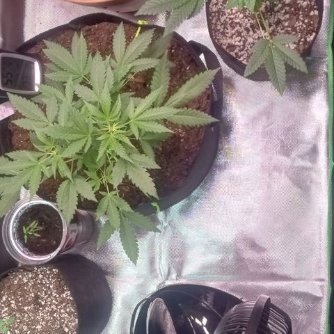 Unknown strain growlog timeline photo