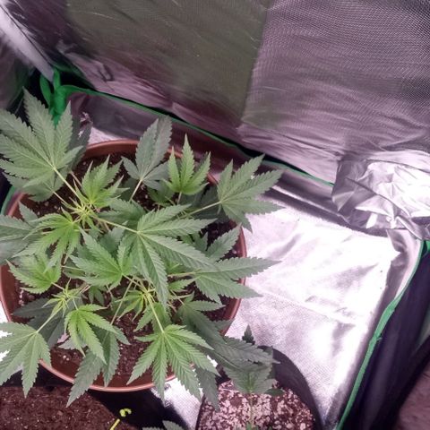 Unknown strain growlog timeline photo