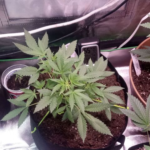 Unknown strain growlog timeline photo