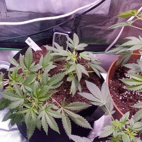 Unknown strain growlog timeline photo