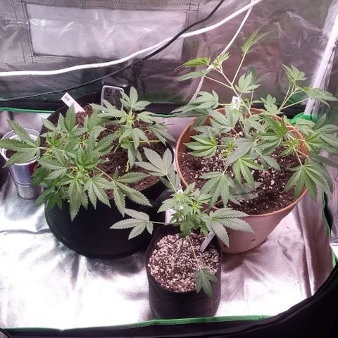 Unknown strain growlog timeline photo