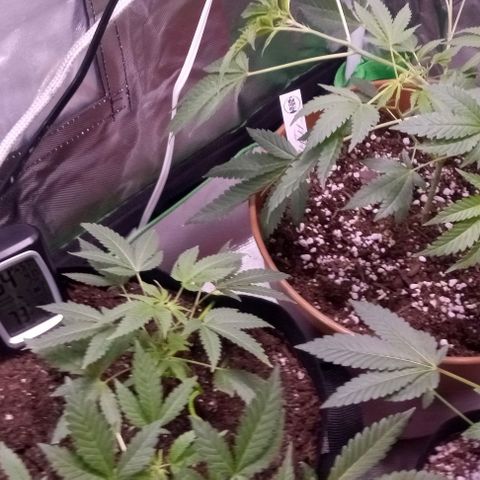 Unknown strain growlog timeline photo