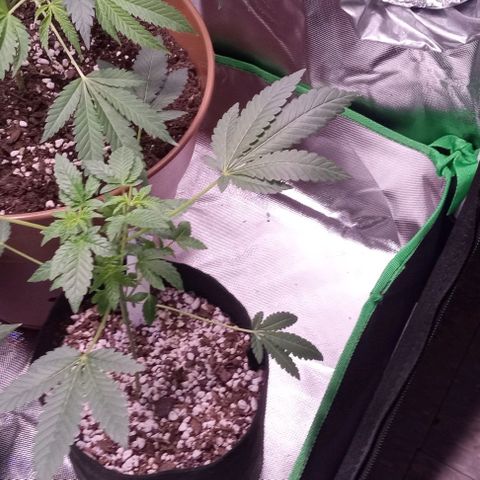Unknown strain growlog timeline photo