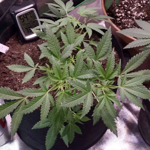 Unknown strain growlog timeline photo
