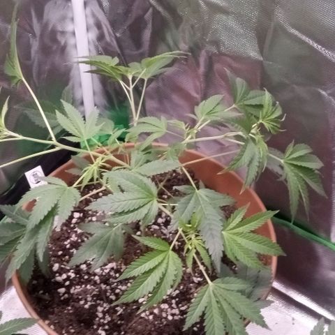 Unknown strain growlog timeline photo