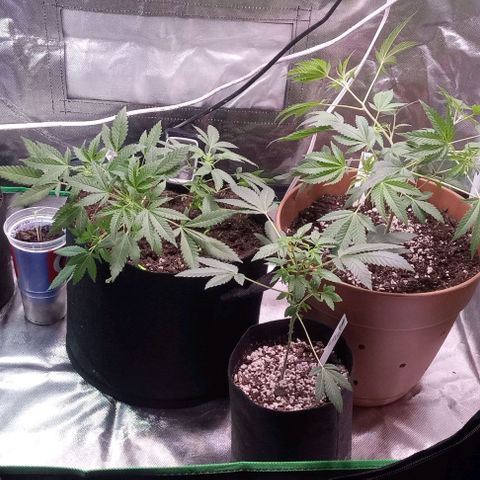 Unknown strain growlog timeline photo