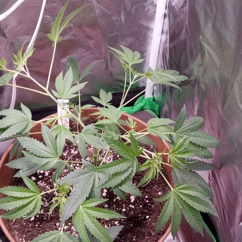 Unknown strain growlog timeline photo