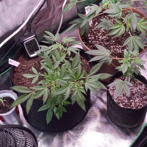 Unknown strain growlog timeline photo