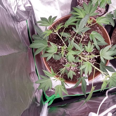 Unknown strain growlog timeline photo