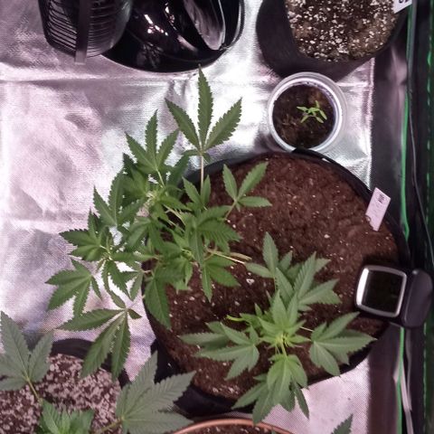 Unknown strain growlog timeline photo