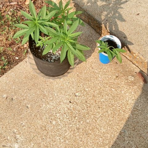 Unknown strain growlog timeline photo