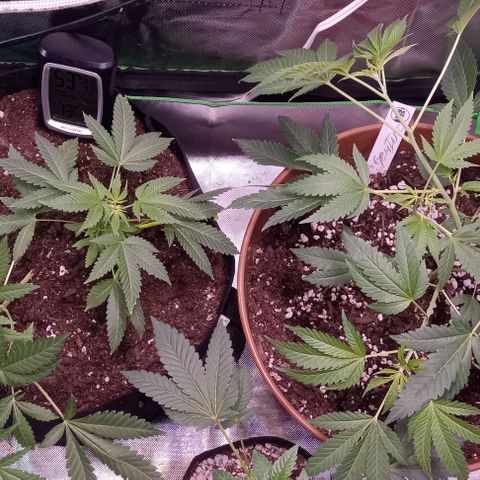 Unknown strain growlog timeline photo