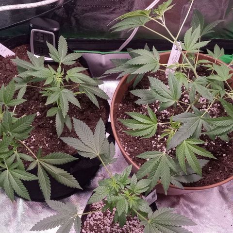 Unknown strain growlog timeline photo