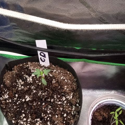 Unknown strain growlog timeline photo