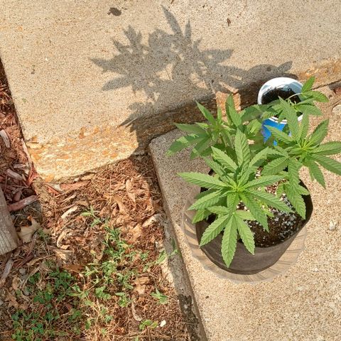 Unknown strain growlog timeline photo