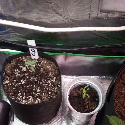 Unknown strain growlog timeline photo