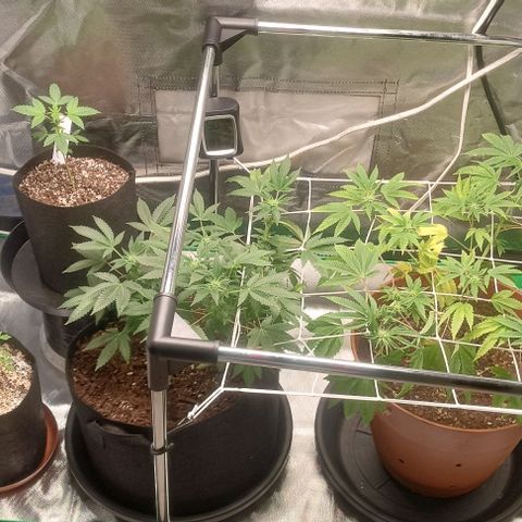 Unknown strain growlog timeline photo