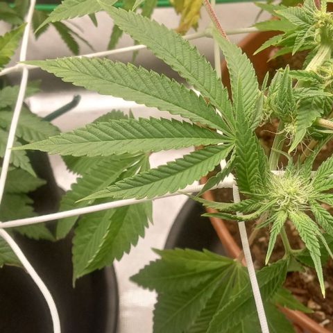Unknown strain growlog timeline photo
