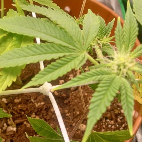 Unknown strain growlog timeline photo