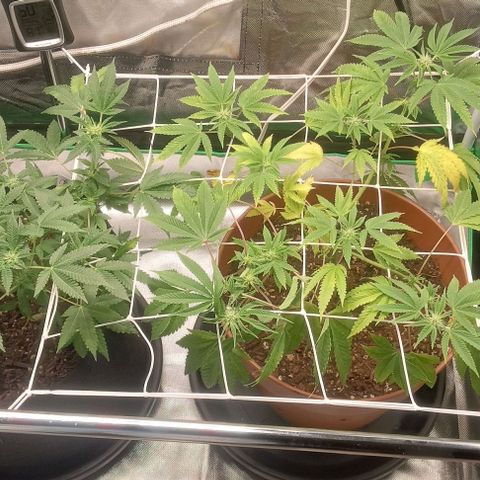 Unknown strain growlog timeline photo