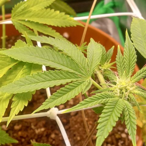 Unknown strain growlog timeline photo
