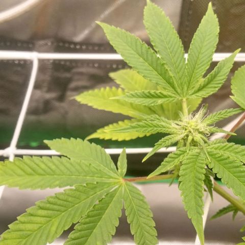 Unknown strain growlog timeline photo