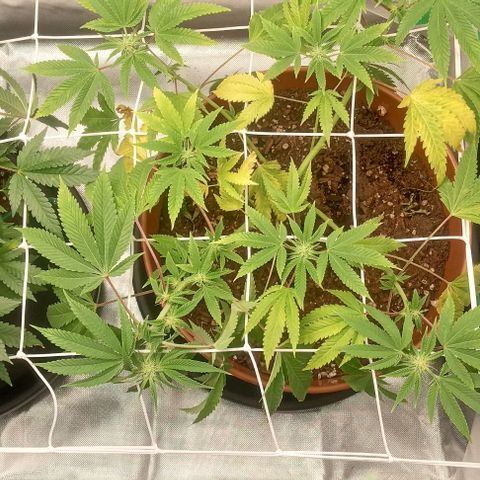 Unknown strain growlog timeline photo