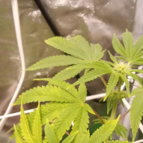 Unknown strain growlog timeline photo