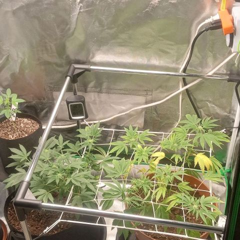 Unknown strain growlog timeline photo
