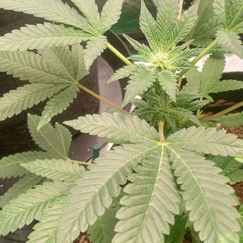 Unknown strain growlog timeline photo