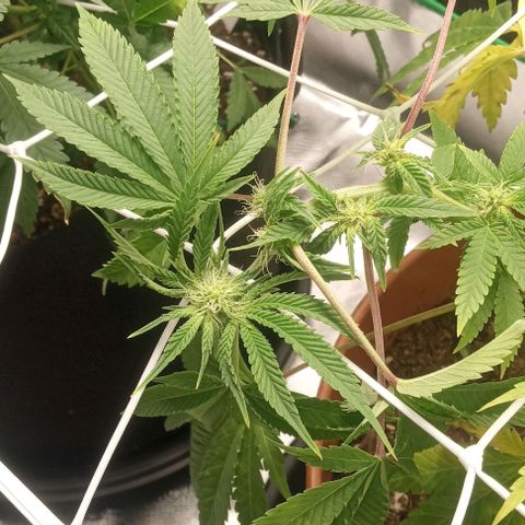 Unknown strain growlog timeline photo
