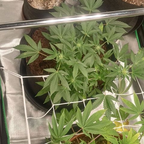 Unknown strain growlog timeline photo