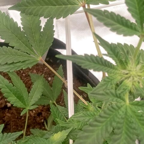 Unknown strain growlog timeline photo