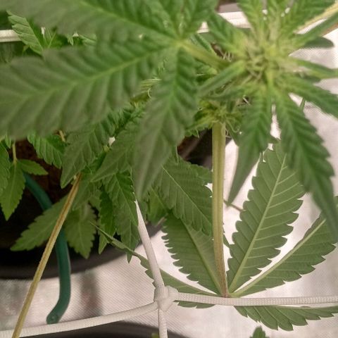 Unknown strain growlog timeline photo