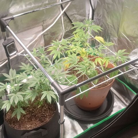 Unknown strain growlog timeline photo