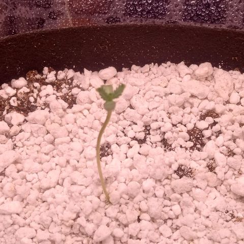 Unknown strain growlog timeline photo
