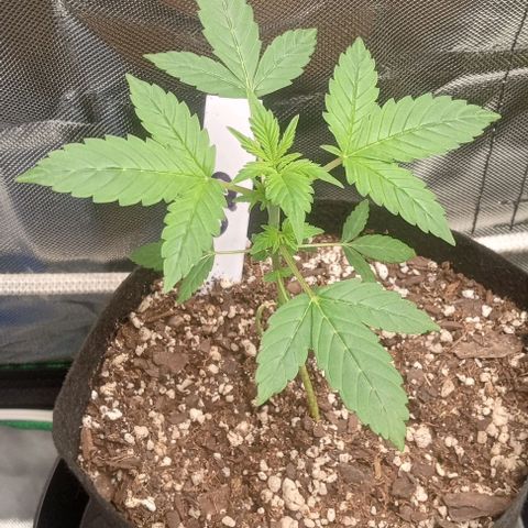 Unknown strain growlog timeline photo