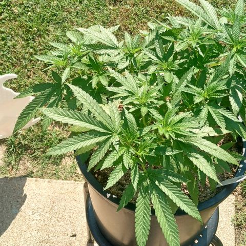 Unknown strain growlog timeline photo