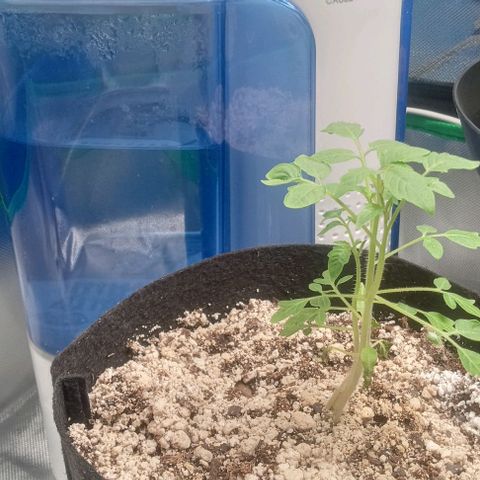 Unknown strain growlog timeline photo