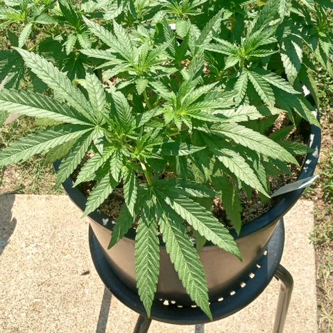 Unknown strain growlog timeline photo