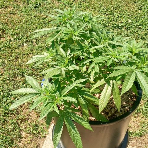 Unknown strain growlog timeline photo