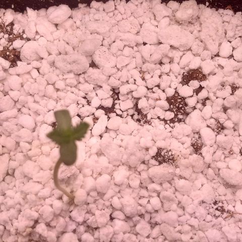 Unknown strain growlog timeline photo