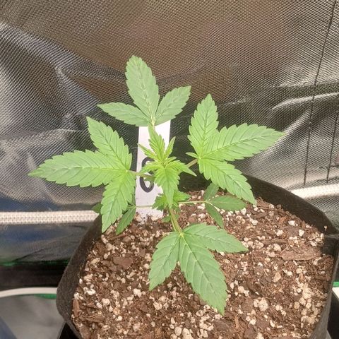 Unknown strain growlog timeline photo