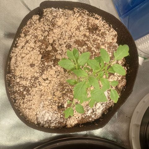 Unknown strain growlog timeline photo