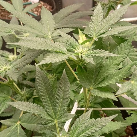 Unknown strain growlog timeline photo