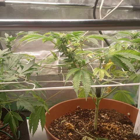 Unknown strain growlog timeline photo