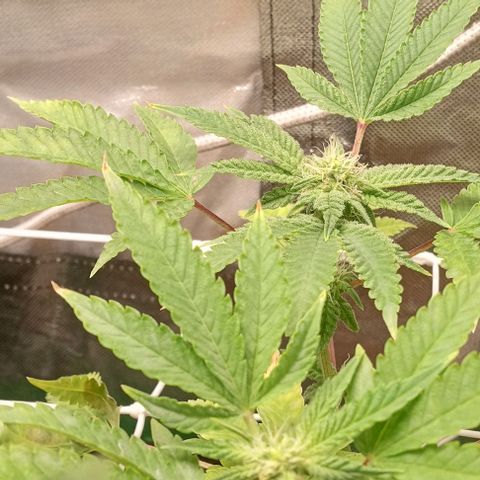 Unknown strain growlog timeline photo