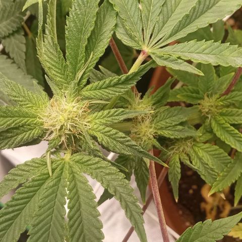 Unknown strain growlog timeline photo