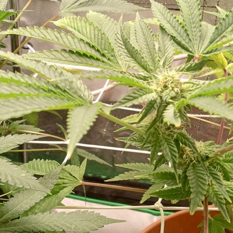Unknown strain growlog timeline photo