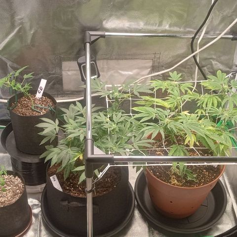 Unknown strain growlog timeline photo